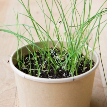 Ciboulette- pot fibres recyclées - Mano Verda 1