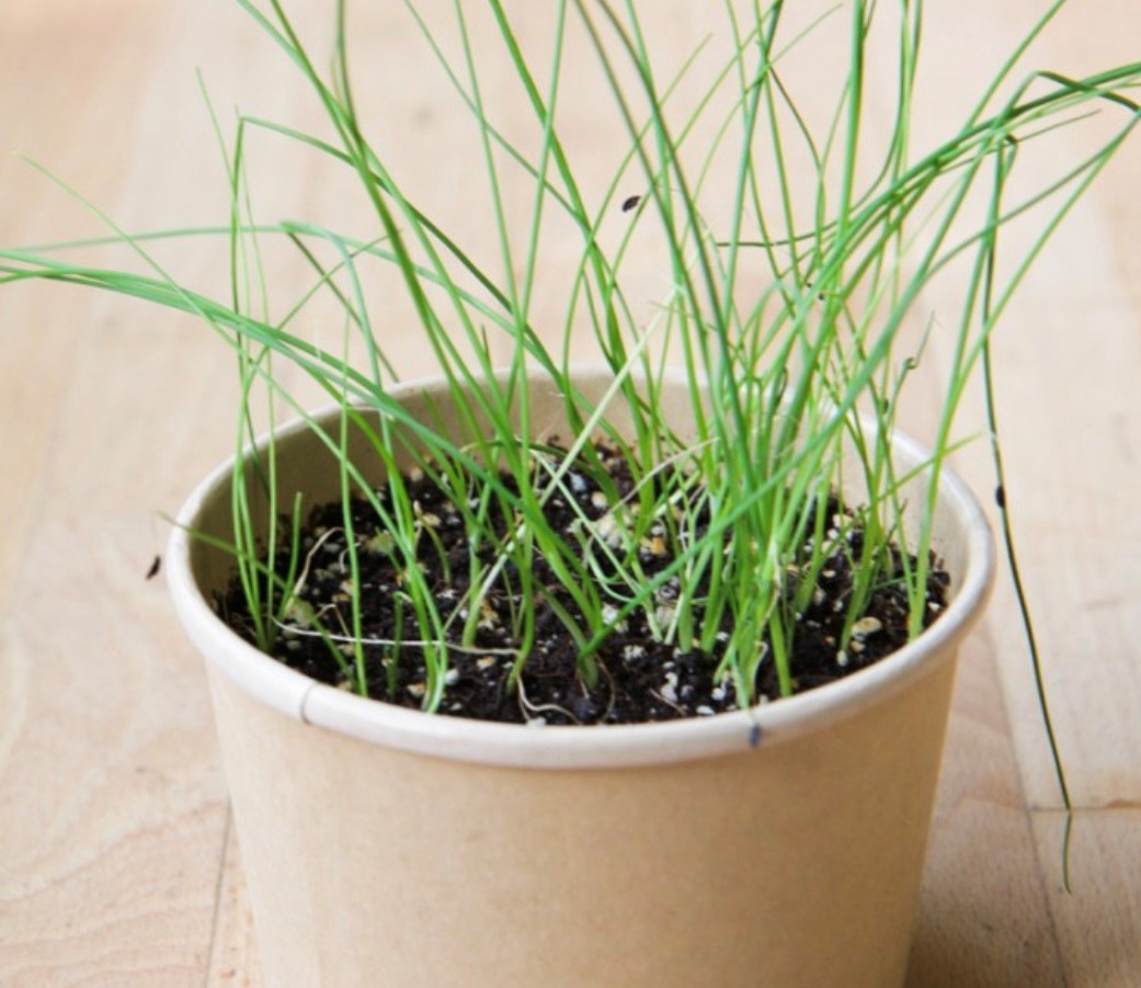 Ciboulette- pot fibres recyclées - Mano Verda 1