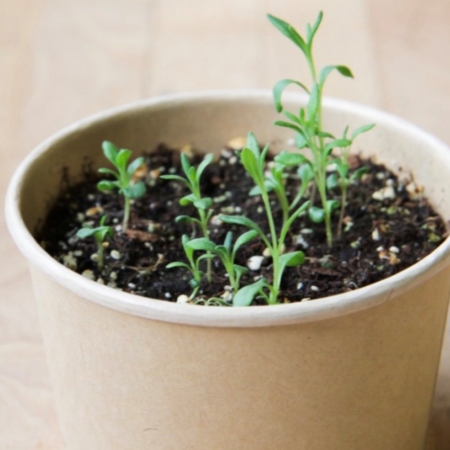 Lavande - pot fibres recyclées - Mano Verda 8