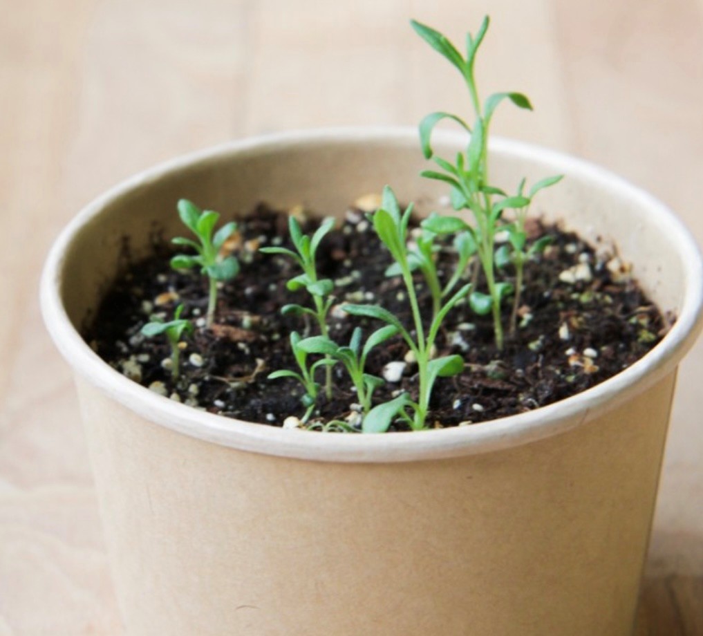 Lavande - pot fibres recyclées - Mano Verda 8