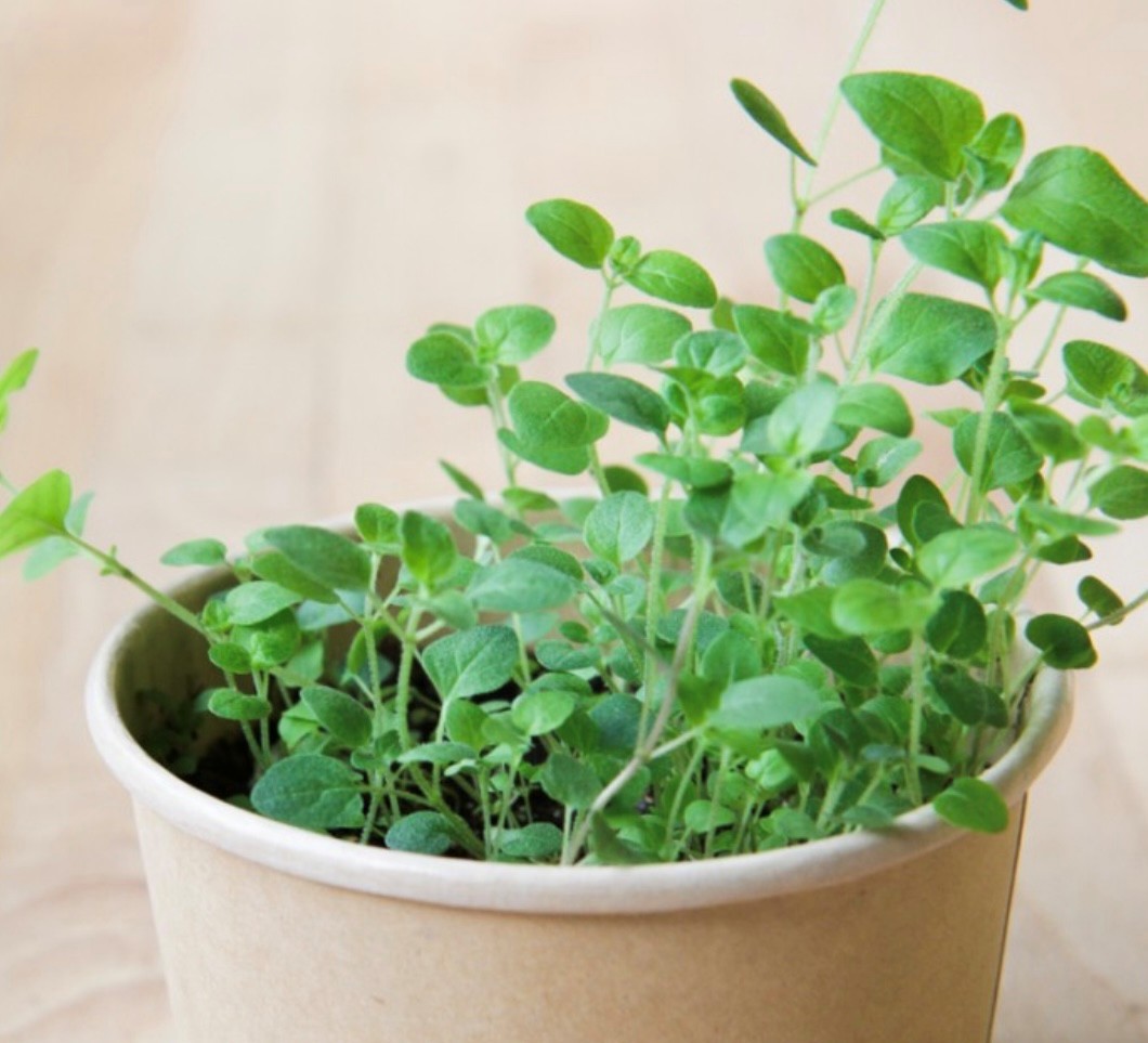 Origan - pot compostable - Mano Verda 1