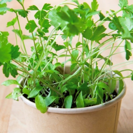 Persil - pot compostable - Mano Verda