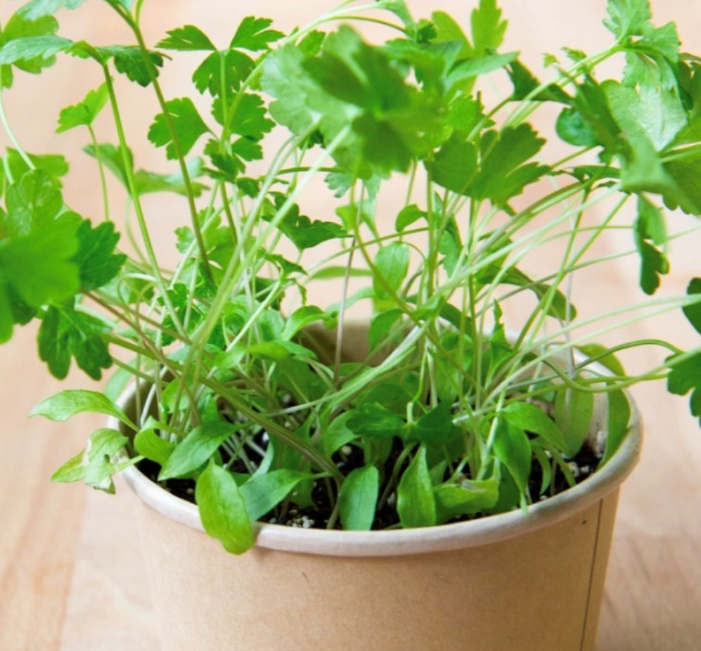 Persil - pot compostable - Mano Verda