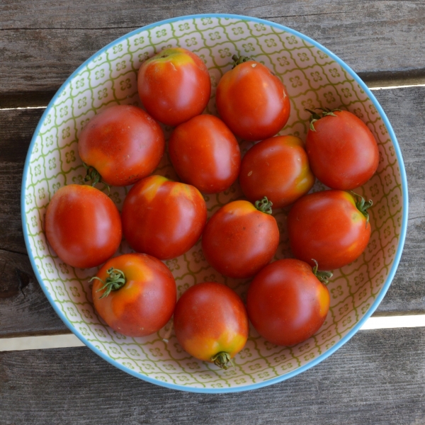 Semences - tomate standard