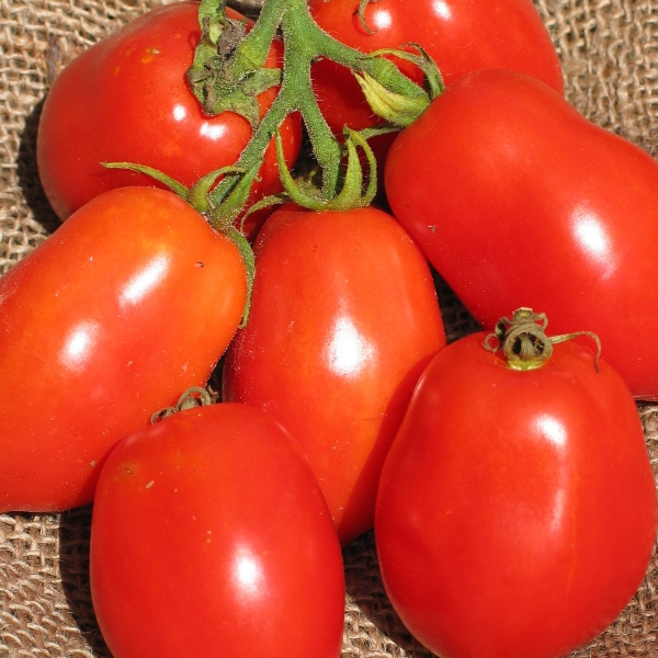 Semences - tomates italiennes