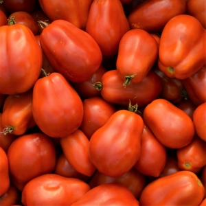 Semences - tomates italiennes Roma