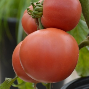 Semences - tomates standard - Rose aimée