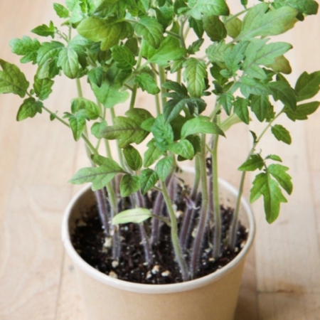 Tomates cerises - pot compostable - Mano Verda 1