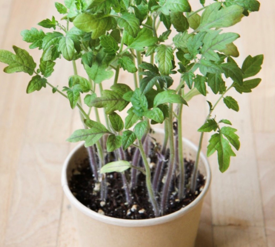 Tomates cerises - pot compostable - Mano Verda 1