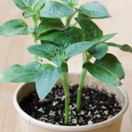 Tournesol nain - pot compostable - Mano Verda