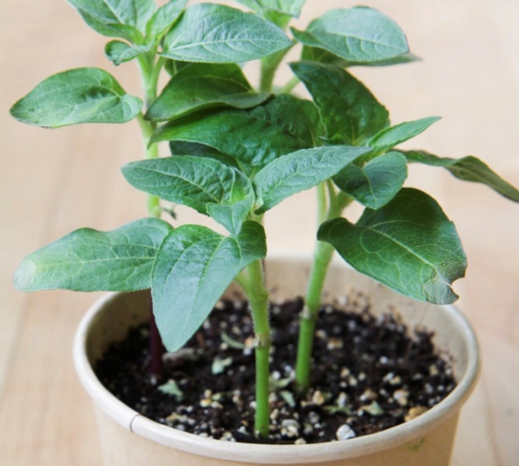 Tournesol nain - pot compostable - Mano Verda